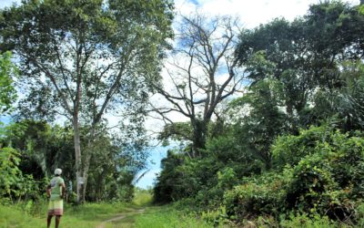 Coletivo Agentes Agroflorestais Quilombolas: somos árvores de sementes crioulas